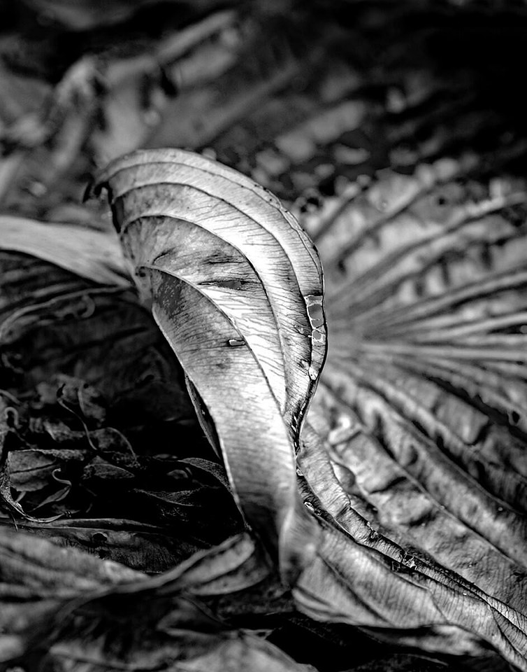 Hosta Twist_Eubanks
