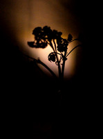 _DSC9009 sm