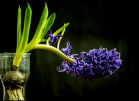 _DSC9326 v1 sm