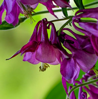 DSC_3335 v2 sm
