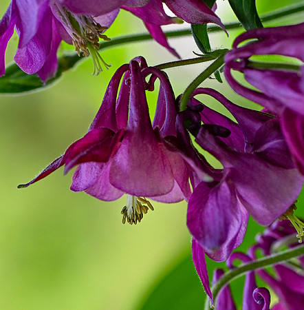 DSC_3335 v2 sm