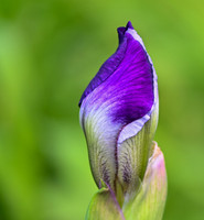 DSC_3355 v1