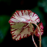 DSC7840 v1 IG sm