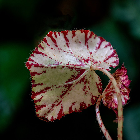 DSC7840 v1 IG sm