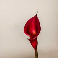 DSC_5642 v1