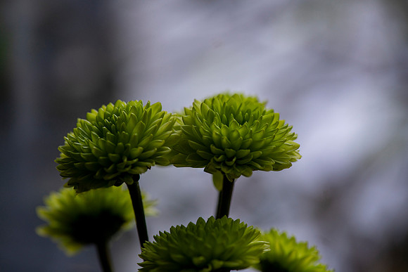 _DSC9714