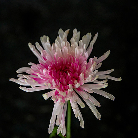 D_DSC0952 sm