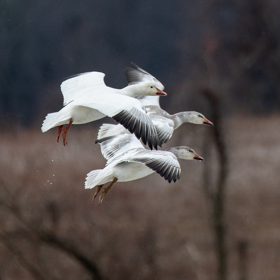 DSC0055 Snow Geese mod 3