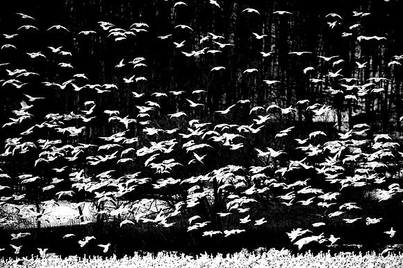 _DSC0075 bnw sm