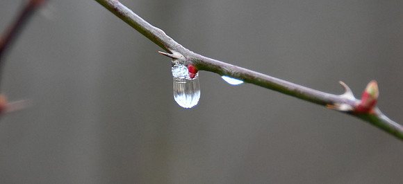 water drop