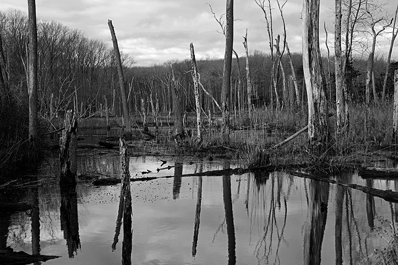 Mike_Eubanks_North Point Swamp
