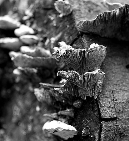 Mike_Eubanks_Wood Fungi