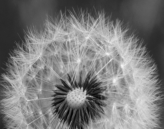 Dandelion - Shot at Watkins Glen, NY 2021 $90 matted and framed