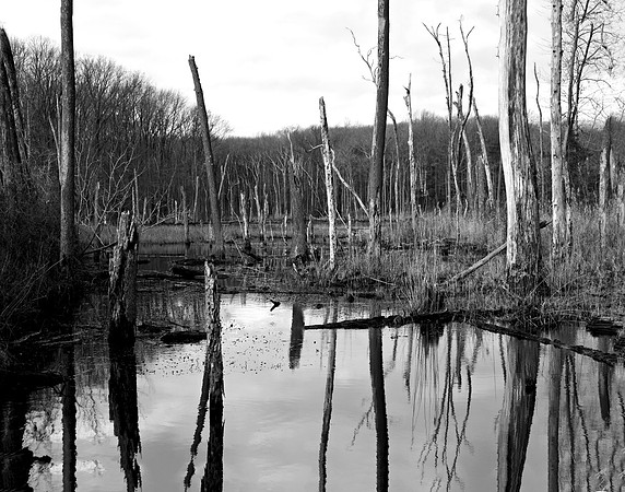 North Point Swamp - North Point Park, MD overlooking the Chesapeake Bay, 2020  Limited Edition of 15 (2 Artist's Proofs) $135 matted and framed