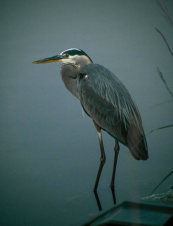 Green Heron - Assawoman Bay, MD 2020 $180 matted and framed